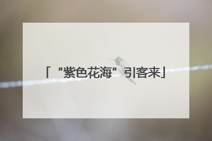 “紫色花海”引客来