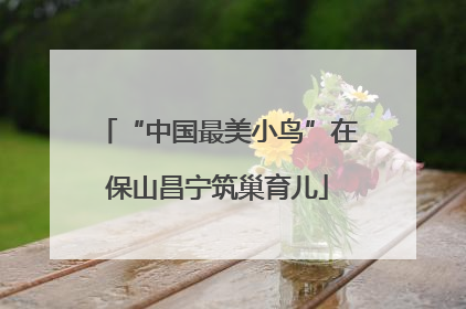 “中国最美小鸟”在保山昌宁筑巢育儿