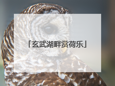 玄武湖畔赏荷乐