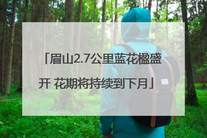 眉山2.7公里蓝花楹盛开 花期将持续到下月