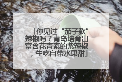 你见过“茄子款”辣椒吗？青岛培育出富含花青素的紫辣椒，生吃自带水果甜
