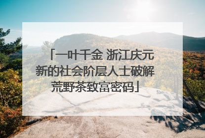 一叶千金 浙江庆元新的社会阶层人士破解荒野茶致富密码