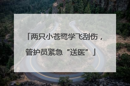 两只小苍鹭学飞刮伤，管护员紧急“送医”