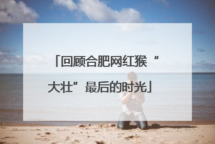 回顾合肥网红猴“大壮”最后的时光