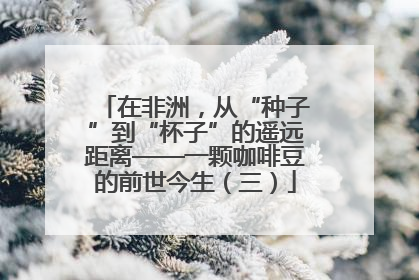 在非洲，从“种子”到“杯子”的遥远距离——一颗咖啡豆的前世今生（三）