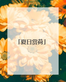夏日赏荷