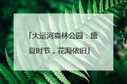 大运河森林公园：盛夏时节，花海依旧