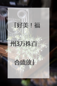 好美！福州3万株百合盛放