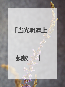 当光明遇上蚂蚁……