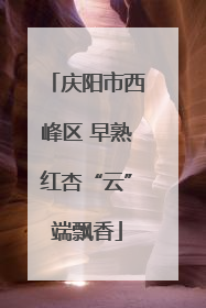 庆阳市西峰区 早熟红杏“云”端飘香