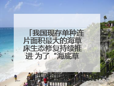 我国现存单种连片面积最大的海草床生态修复持续推进 为了“海底草原”更繁茂