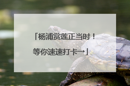 杨浦赏莲正当时！等你速速打卡→