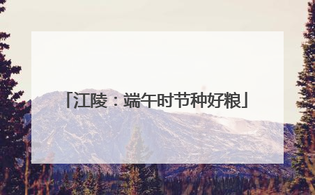 江陵：端午时节种好粮