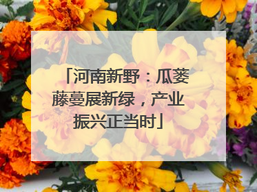 河南新野：瓜蒌藤蔓展新绿，产业振兴正当时