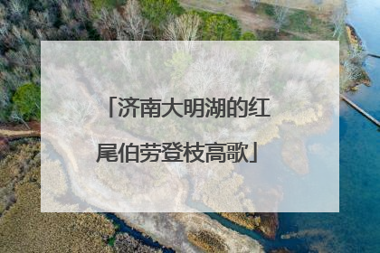济南大明湖的红尾伯劳登枝高歌