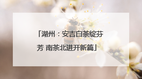 湖州：安吉白茶绽芬芳 南茶北进开新篇