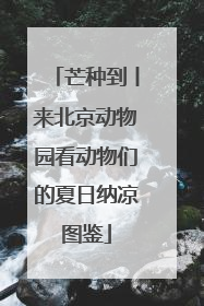 芒种到丨来北京动物园看动物们的夏日纳凉图鉴