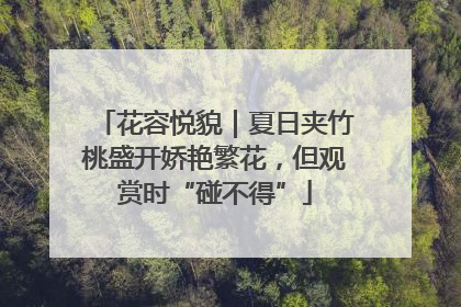 花容悦貌｜夏日夹竹桃盛开娇艳繁花，但观赏时“碰不得”