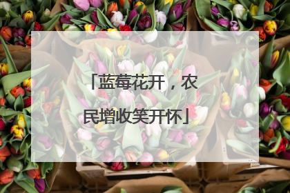 蓝莓花开，农民增收笑开怀