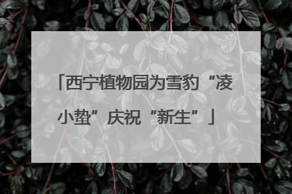 西宁植物园为雪豹“凌小蛰”庆祝“新生”