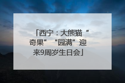 西宁：大熊猫“奇果”“园满”迎来9周岁生日会