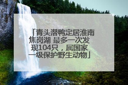 青头潜鸭定居淮南焦岗湖 最多一次发现104只，属国家一级保护野生动物