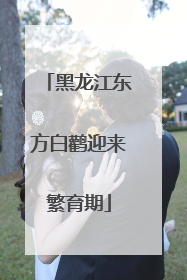 黑龙江东方白鹳迎来繁育期